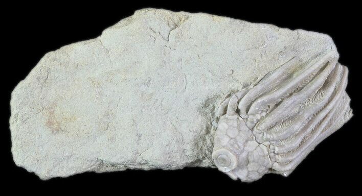 Crinoid (Macrocrinus) Fossil - Crawfordsville, Indiana #78287